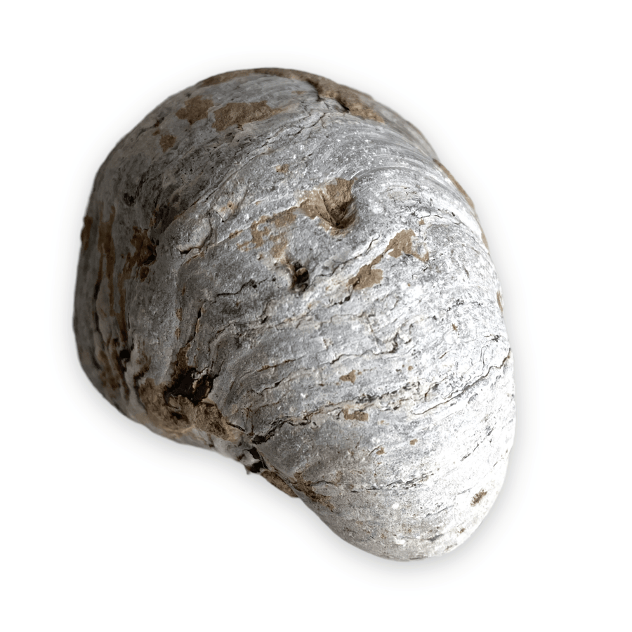 Oester fossiel | Gryphaea Dilatata 2 - BraShiDa | Stone Gallery