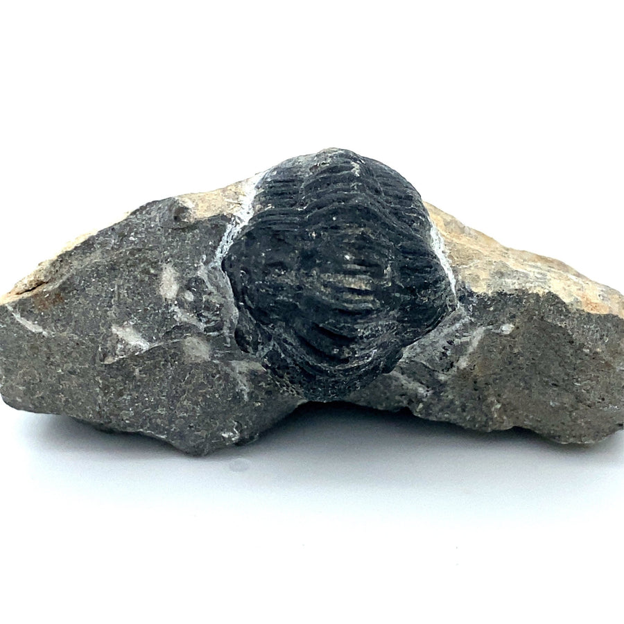 Trilobiet 3 | Fossiel - BraShiDa | Stone Gallery