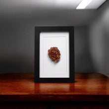 Load image into Gallery viewer, Aragoniet in lijst - BraShiDa Gallery | Art from Mother Nature

