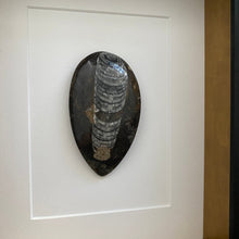 Afbeelding in Gallery-weergave laden, Fossiel in lijst - BraShiDa Gallery | Art from Mother Nature
