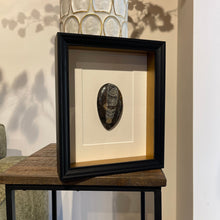Afbeelding in Gallery-weergave laden, Fossiel in lijst - BraShiDa Gallery | Art from Mother Nature
