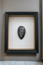 Afbeelding in Gallery-weergave laden, Fossiel in lijst - BraShiDa Gallery | Art from Mother Nature
