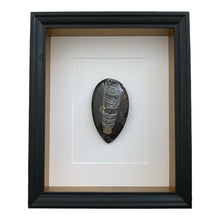 Afbeelding in Gallery-weergave laden, Fossiel in lijst - BraShiDa Gallery | Art from Mother Nature
