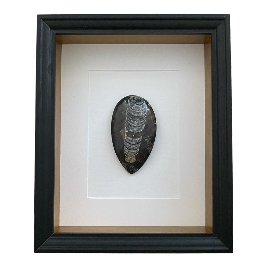 Fossiel in lijst - BraShiDa Gallery | Art from Mother Nature