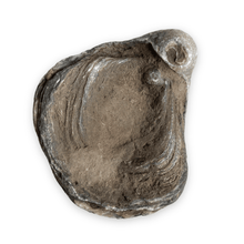 Afbeelding in Gallery-weergave laden, Oester fossiel detail | Gryphaea Dilatata 1 - BraShiDa 
