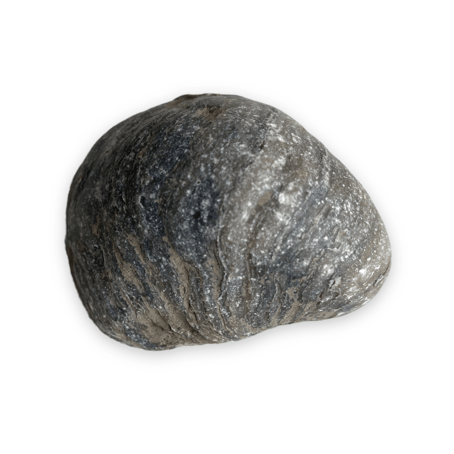Fossiele oester | Gryphaea Dilatata 1 - BraShiDa | Stone Gallery