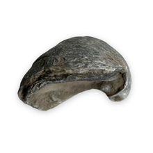Load image into Gallery viewer, Fossiele oester | Gryphaea Dilatata 1 - BraShiDa | Stone Gallery
