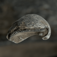 Load image into Gallery viewer, Oester fossiel | Gryphaea Dilatata 1 
