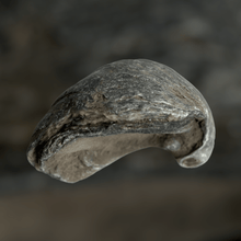 Afbeelding in Gallery-weergave laden, Oester fossiel | Gryphaea Dilatata 1 
