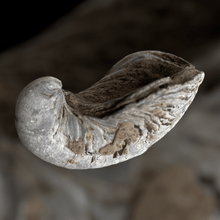 Afbeelding in Gallery-weergave laden, Oester fossiel detail back | Gryphaea Dilatata 2 - BraShiDa | Stone Gallery
