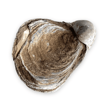 Afbeelding in Gallery-weergave laden, Fossiele oester | Gryphaea Dilatata 2 - BraShiDa | Stone Gallery
