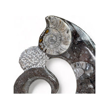 Load image into Gallery viewer, Orthoceras en Goniatite - BraShiDa | Stone Gallery
