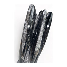 Afbeelding in Gallery-weergave laden, Orthoceras sculpture staand - BraShiDa | Stone Gallery
